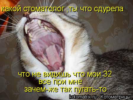 какой стоматолог ,ты что сдурела что не видишь что мои 32 все при мне зачем-же так пугать-то... Котоматрица: какой стоматолог ,ты что сдурела что не видишь что мои 32 все при мне зачем-же так пугать-то