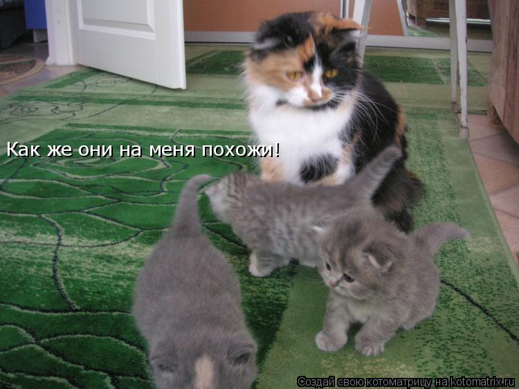 Как же они на меня похожи!... Котоматрица: Как же они на меня похожи!