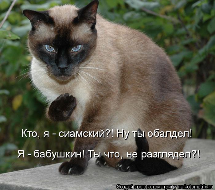 Кто, я - сиамский?! Ну ты обалдел! Я - бабушкин! Ты что, не разглядел?!... Котоматрица: Кто, я - сиамский?! Ну ты обалдел! Я - бабушкин! Ты что, не разглядел?!