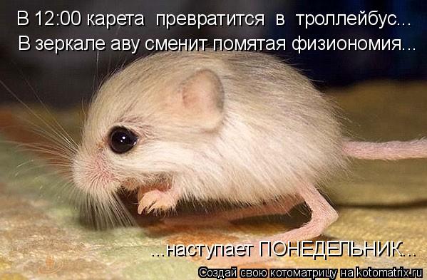 В зеркале аву сменит помятая физиономия... ...наступает ПОНЕДЕЛЬНИК... В 12:00 карета превратится в... Котоматрица: В зеркале аву сменит помятая физиономия... ...наступает ПОНЕДЕЛЬНИК... В 12:00 карета превратится в троллейбус...