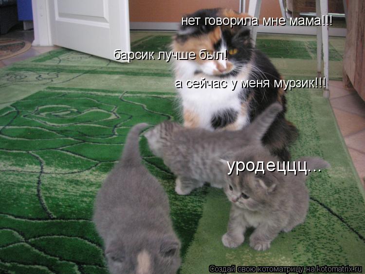нет говорила мне мама!!! барсик лучше был! а сейчас у меня мурзик!!! уродеццц...... Котоматрица: нет говорила мне мама!!! барсик лучше был! а сейчас у меня мурзик!!! уродеццц...