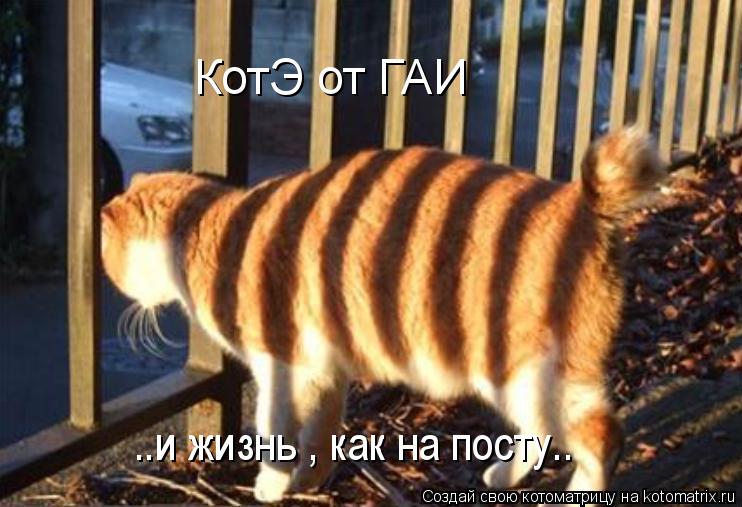 КотЭ от ГАИ ..и жизнь , как на посту..... Котоматрица: КотЭ от ГАИ ..и жизнь , как на посту..