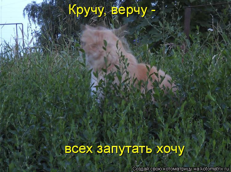 Кручу, верчу - всех запутать хочу... Котоматрица: Кручу, верчу - всех запутать хочу