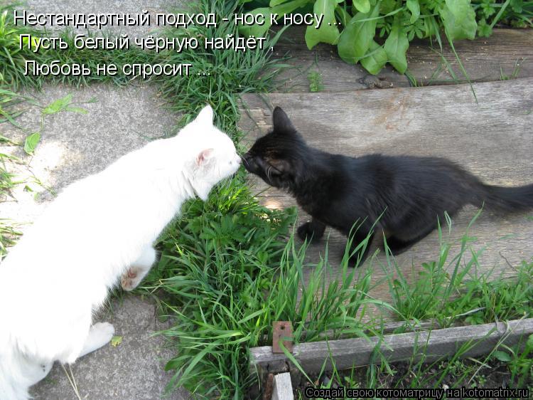Нестандартный подход - нос к носу ... Пусть белый чёрную найдёт , Любовь не спросит ...... Котоматрица: Нестандартный подход - нос к носу ... Пусть белый чёрную найдёт , Любовь не спросит ...