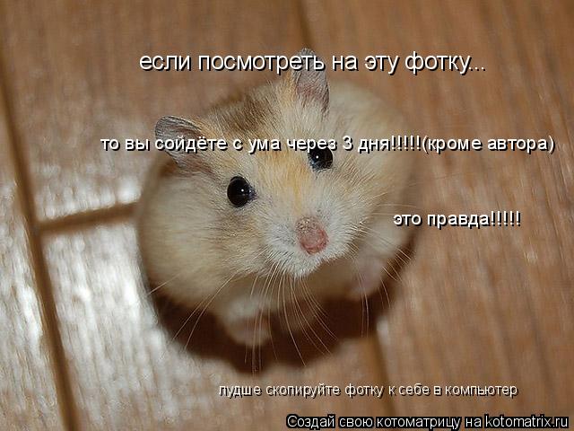 если посмотреть на эту фотку... то вы сойдёте с ума через 3 дня!!!!!(кроме автора) это правда!!!!! лу... Котоматрица: если посмотреть на эту фотку... то вы сойдёте с ума через 3 дня!!!!!(кроме автора) это правда!!!!! лудше скопируйте фотку к себе в компьютер