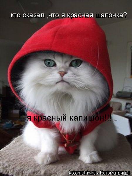 кто сказал ,что я красная шапочка? я красный капишон!!!... Котоматрица: кто сказал ,что я красная шапочка? я красный капишон!!!