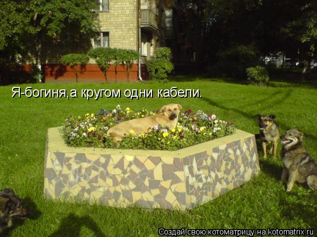 Я-богиня,а кругом одни кабели.... Котоматрица: Я-богиня,а кругом одни кабели.