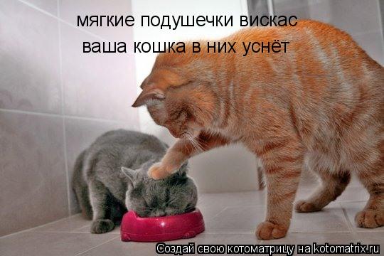 мягкие подушечки вискас ваша кошка в них уснёт... Котоматрица: мягкие подушечки вискас ваша кошка в них уснёт