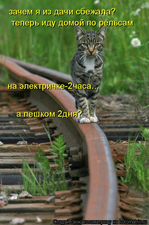 зачем я из дачи сбежала? теперь иду домой по рельсам на электричке-2часа... на электричке-2часа... а... Котоматрица: зачем я из дачи сбежала? теперь иду домой по рельсам на электричке-2часа... на электричке-2часа... а пешком 2дня?