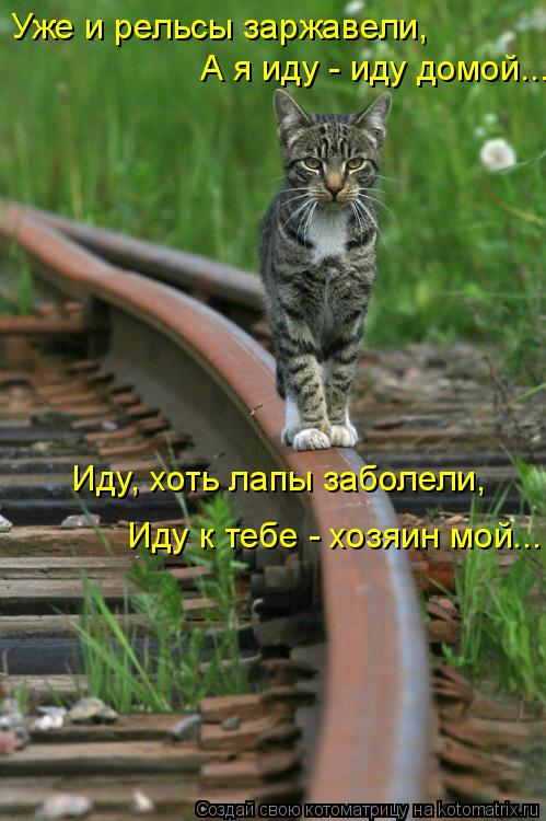 Уже и рельсы заржавели, А я иду - иду домой... Иду, хоть лапы заболели, Иду к тебе - хозяин мой...... Котоматрица: Уже и рельсы заржавели, А я иду - иду домой... Иду, хоть лапы заболели, Иду к тебе - хозяин мой...