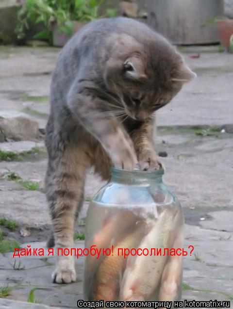 Котоматрица: дайка я попробую! просолилась?