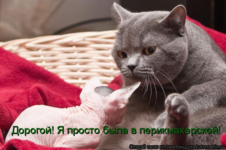 Котоматрица: Дорогой! Я просто была в перикмахерской!