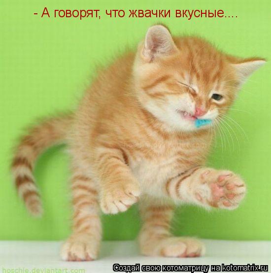 Котоматрица: - А говорят, что жвачки вкусные....