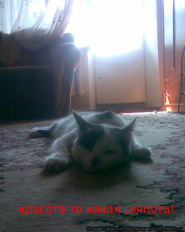 Котоматрица: красота то какая ,ляпота!