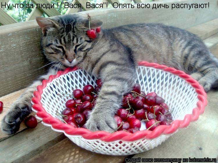 Котоматрица: Ну что опять "Вася, Вася2! Ну что за люди ! "Вася, Вася"!  Опять всю дичь распугают!