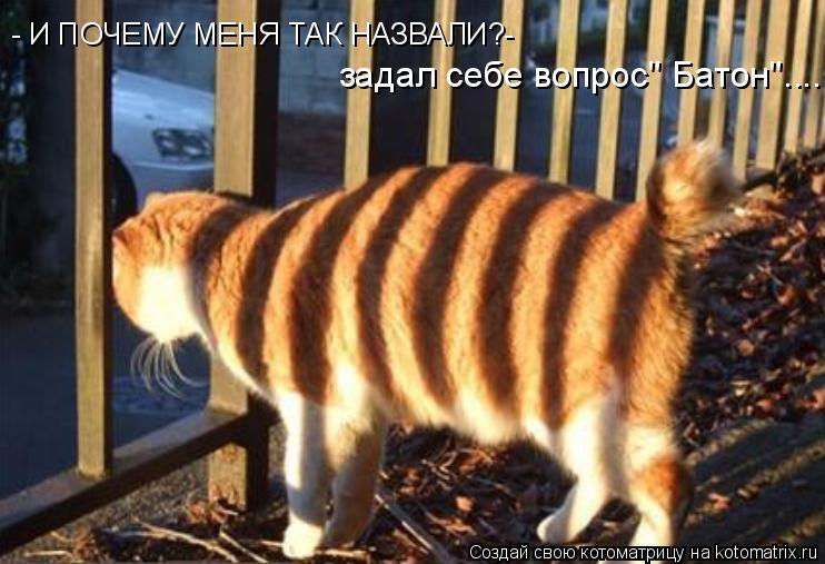 Котоматрица: - И ПОЧЕМУ МЕНЯ ТАК НАЗВАЛИ?- задал себе вопрос" Батон"....
