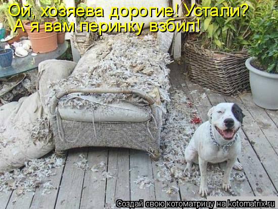Ой, хозяева дорогие! Устали? А я вам перинку взбил!... Котоматрица: Ой, хозяева дорогие! Устали? А я вам перинку взбил!