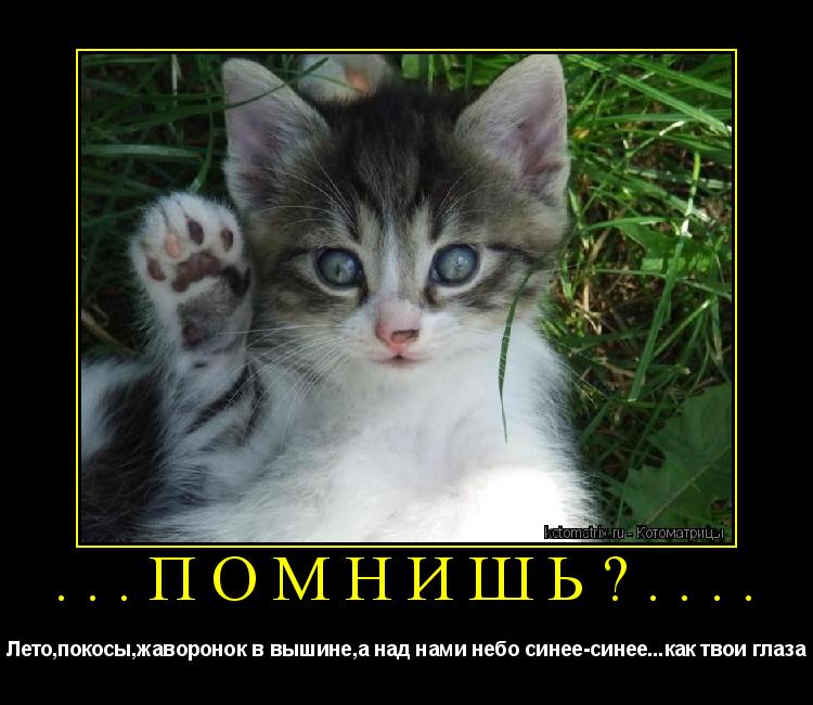 ...ПОМНИШЬ?.... Лето,покосы,жаворонок в вышине,а над нами небо синее-синее...как твои глаза... Котоматрица: ...ПОМНИШЬ?.... Лето,покосы,жаворонок в вышине,а над нами небо синее-синее...как твои глаза
