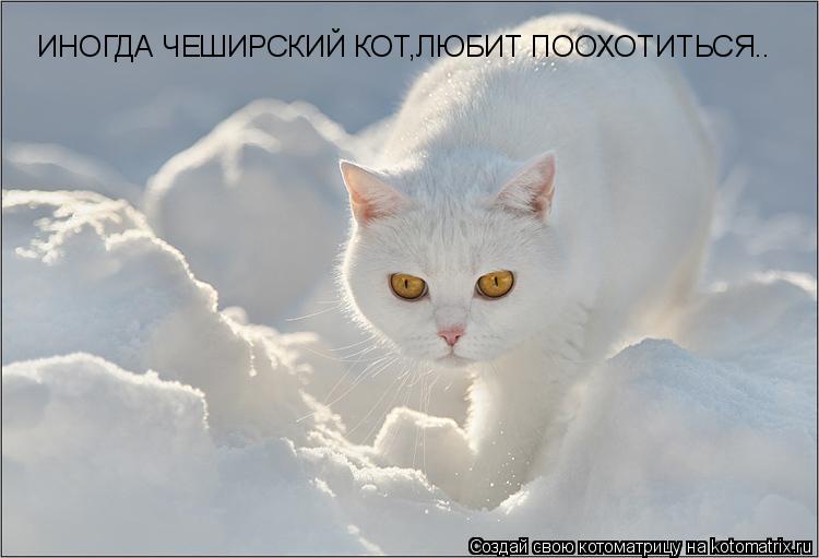 ИНОГДА ЧЕШИРСКИЙ КОТ,ЛЮБИТ ПООХОТИТЬСЯ..... Котоматрица: ИНОГДА ЧЕШИРСКИЙ КОТ,ЛЮБИТ ПООХОТИТЬСЯ..