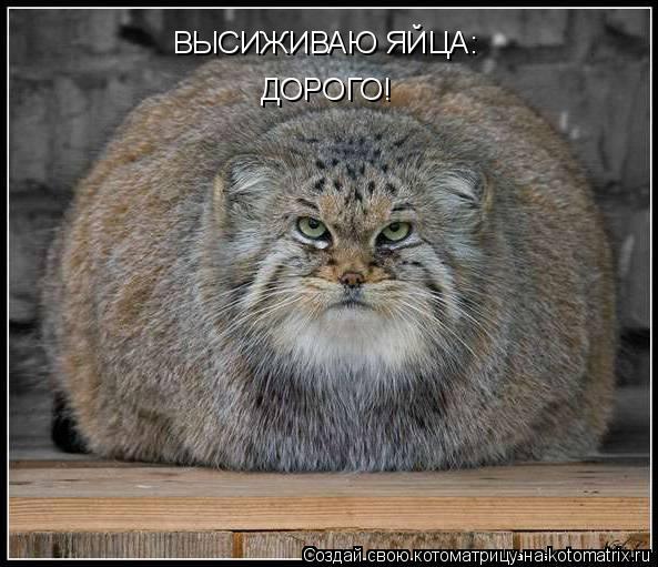 ВЫСИЖИВАЮ ЯЙЦА: ДОРОГО!... Котоматрица: ВЫСИЖИВАЮ ЯЙЦА: ДОРОГО!