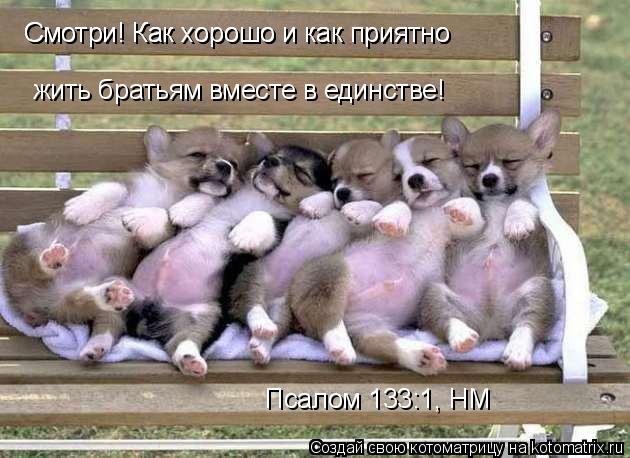 жить братьям вместе в единстве!» «Смотри! Как хорошо и как приятно «Смотри! Как хорошо и как прият... Котоматрица: жить братьям вместе в единстве!» «Смотри! Как хорошо и как приятно «Смотри! Как хорошо и как приятно Псалом 133:1, НМ
