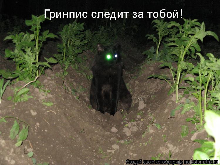 Гринпис следит за тобой!... Котоматрица: Гринпис следит за тобой!