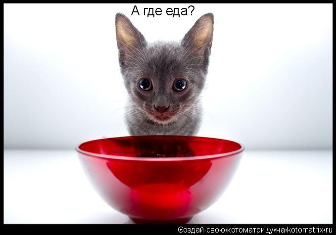 А где еда?... Котоматрица: А где еда?