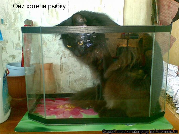 Они хотели рыбку........ Котоматрица: Они хотели рыбку.....