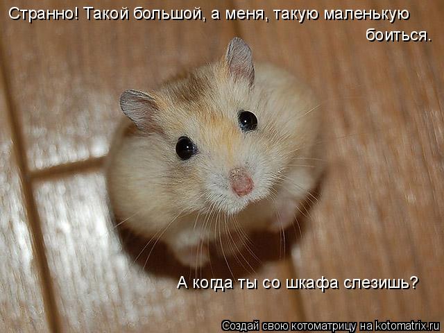 Странно! Такой большой, а меня, такую маленькую боиться. А когда ты со шкафа слезишь?... Котоматрица: Странно! Такой большой, а меня, такую маленькую боиться. А когда ты со шкафа слезишь?