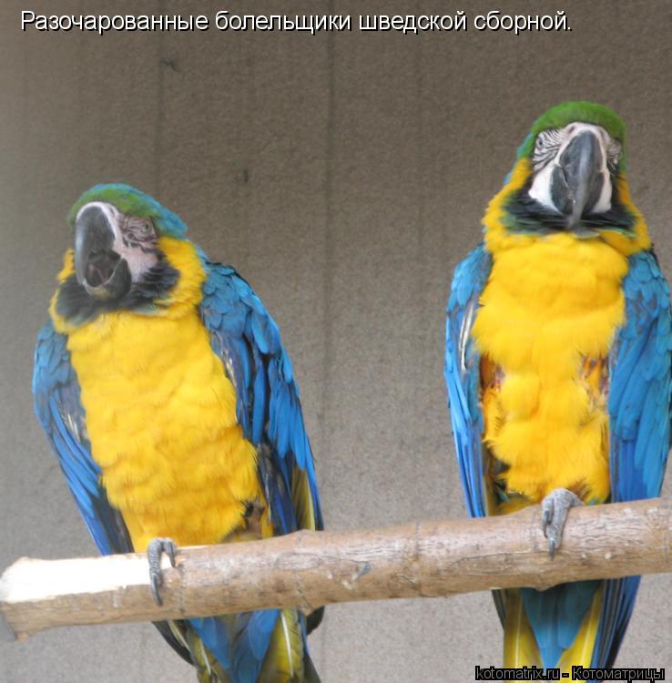 Разочарованные болельщики шведской сборной.... Котоматрица: Разочарованные болельщики шведской сборной.