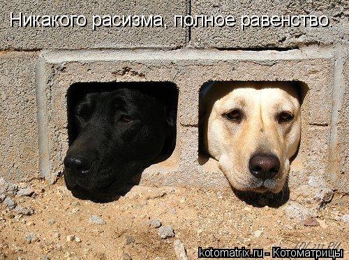 Никакого расизма, полное равенство.... Котоматрица: Никакого расизма, полное равенство.