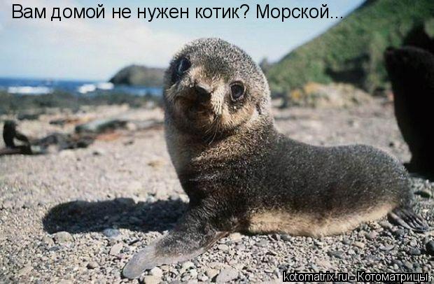 Вам домой не нужен котик? Морской...... Котоматрица: Вам домой не нужен котик? Морской...