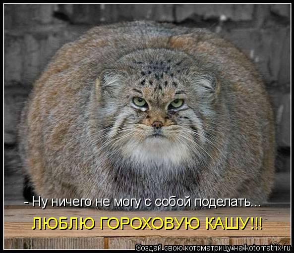 Котоматрица: - Ну ничего не могу с собой поделать... ЛЮБЛЮ ГОРОХОВУЮ КАШУ!!!