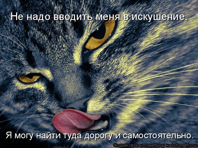 Котоматрица: Не надо вводить меня в искушение.  Я могу найти туда дорогу и самостоятельно.