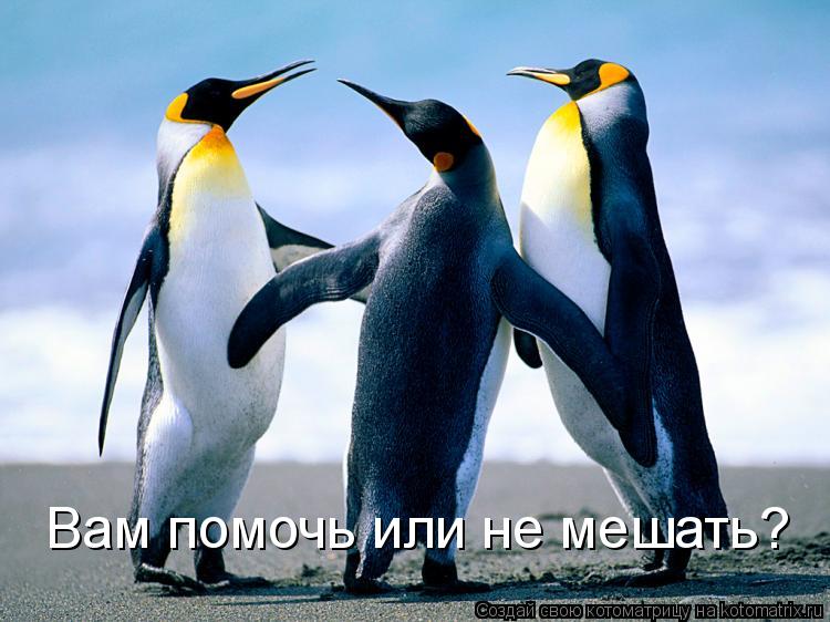 Котоматрица: Вам помочь или не мешать?