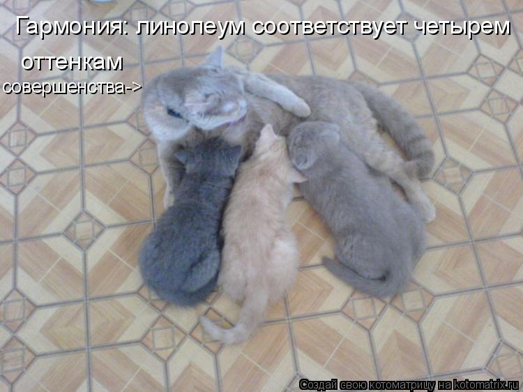 Котоматрица: Гармония: линолеум соответствует четырем  оттенкам совершенства->
