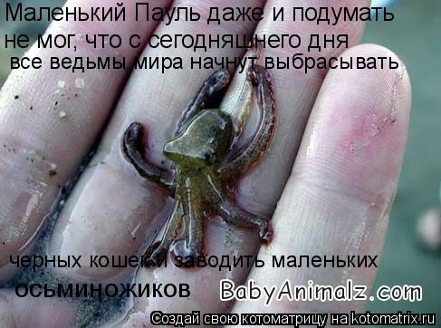 Котоматрица: Маленький Пауль даже и подумать не мог, что с сегодняшнего дня все ведьмы мира начнут выбрасывать черных кошек и заводить маленьких осьмин