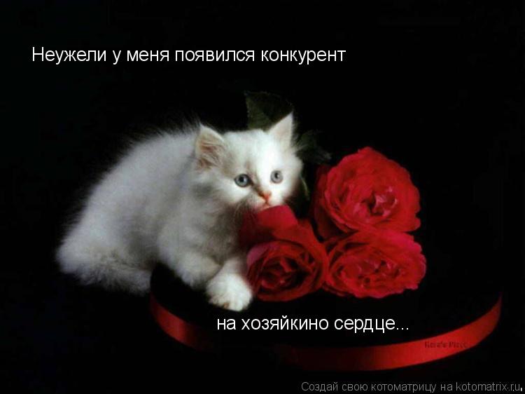 Котоматрица: на хозяйкино сердце... Неужели у меня появился конкурент