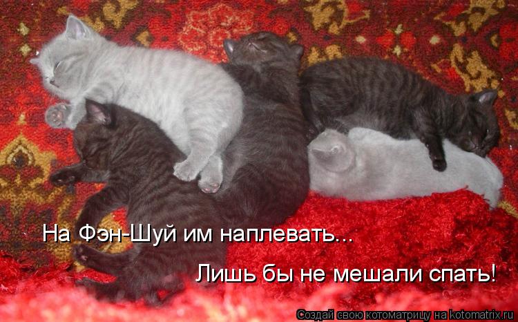 Котоматрица: На Фэн-Шуй им наплевать... Лишь бы не мешали спать!