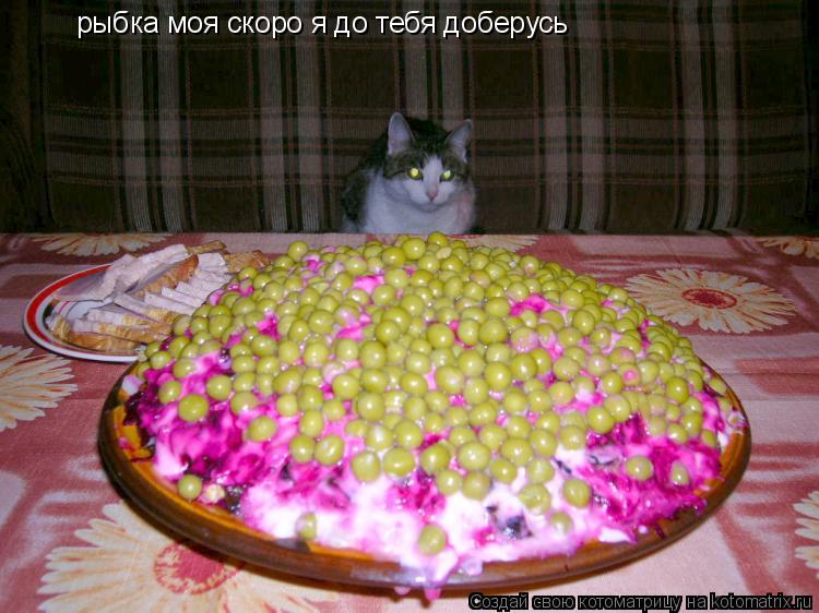 рыбка моя скоро я до тебя доберусь... Котоматрица: рыбка моя скоро я до тебя доберусь