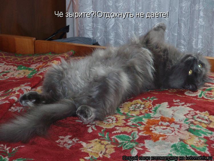 Чё зырите?!Отдохнуть не даёте!... Котоматрица: Чё зырите?!Отдохнуть не даёте!