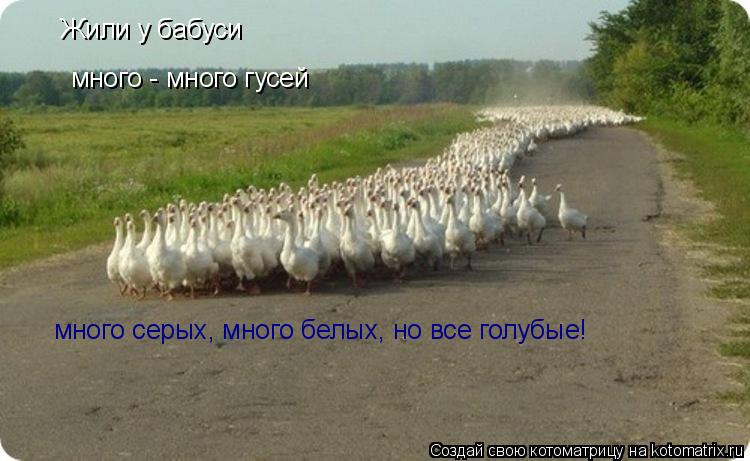 Жили у бабуси много - много гусей много серых, много белых, но все голубые!... Котоматрица: Жили у бабуси много - много гусей много серых, много белых, но все голубые!
