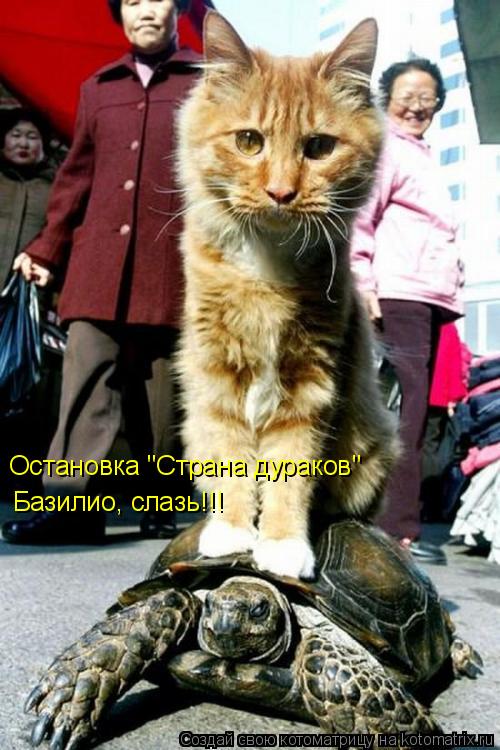Базилио, слазь!!! Остановка "Страна дураков"... Котоматрица: Базилио, слазь!!! Остановка "Страна дураков"