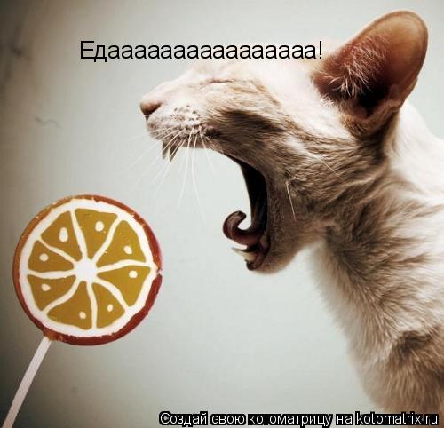 Едаааааааааааааааа!... Котоматрица: Едаааааааааааааааа!