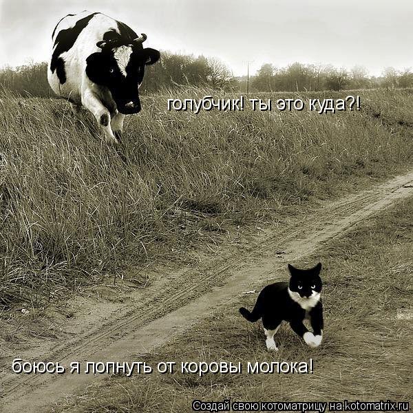 Котоматрица: голубчик! ты это куда?! боюсь я лопнуть от коровы молока!
