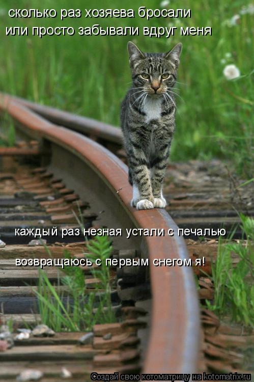 сколько раз хозяева бросали или просто забывали вдруг меня возвращаюсь с первым снегом я! каждый раз ... Котоматрица: сколько раз хозяева бросали или просто забывали вдруг меня возвращаюсь с первым снегом я! каждый раз незная устали с печалью