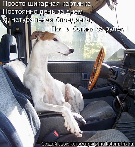 Просто шикарная картинка, Постоянно день за днем Я, натуральная блондинка, Почти богиня за рулем!... Котоматрица: Просто шикарная картинка, Постоянно день за днем Я, натуральная блондинка, Почти богиня за рулем!