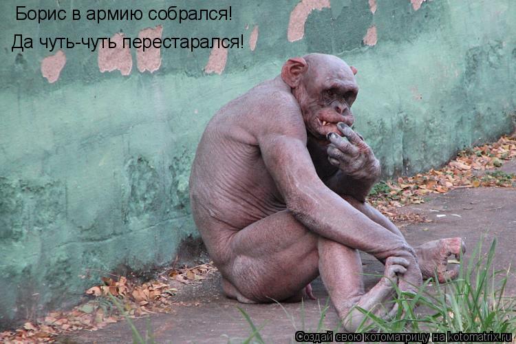 Борис в армию собрался! Да чуть-чуть перестарался!... Котоматрица: Борис в армию собрался! Да чуть-чуть перестарался!
