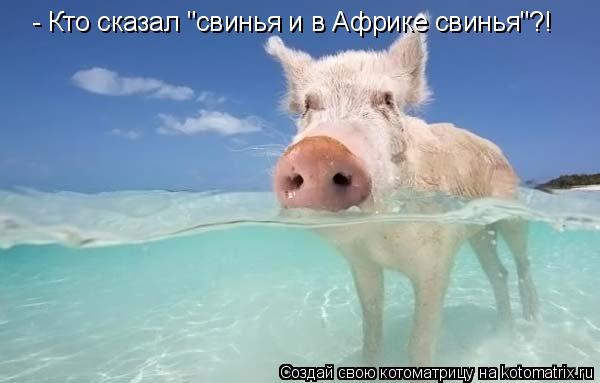 - Кто сказал "свинья и в Африке свинья"?!... Котоматрица: - Кто сказал "свинья и в Африке свинья"?!