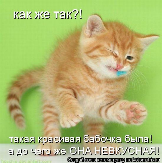 как же так?! такая красивая бабочка была! а до чего же ОНА НЕВКУСНАЯ!... Котоматрица: как же так?! такая красивая бабочка была! а до чего же ОНА НЕВКУСНАЯ!